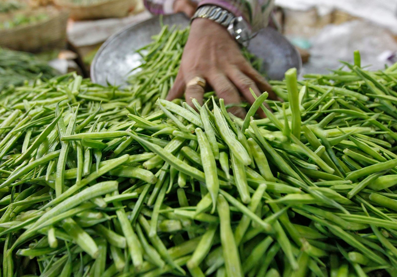 Project breeds high value beans for canners