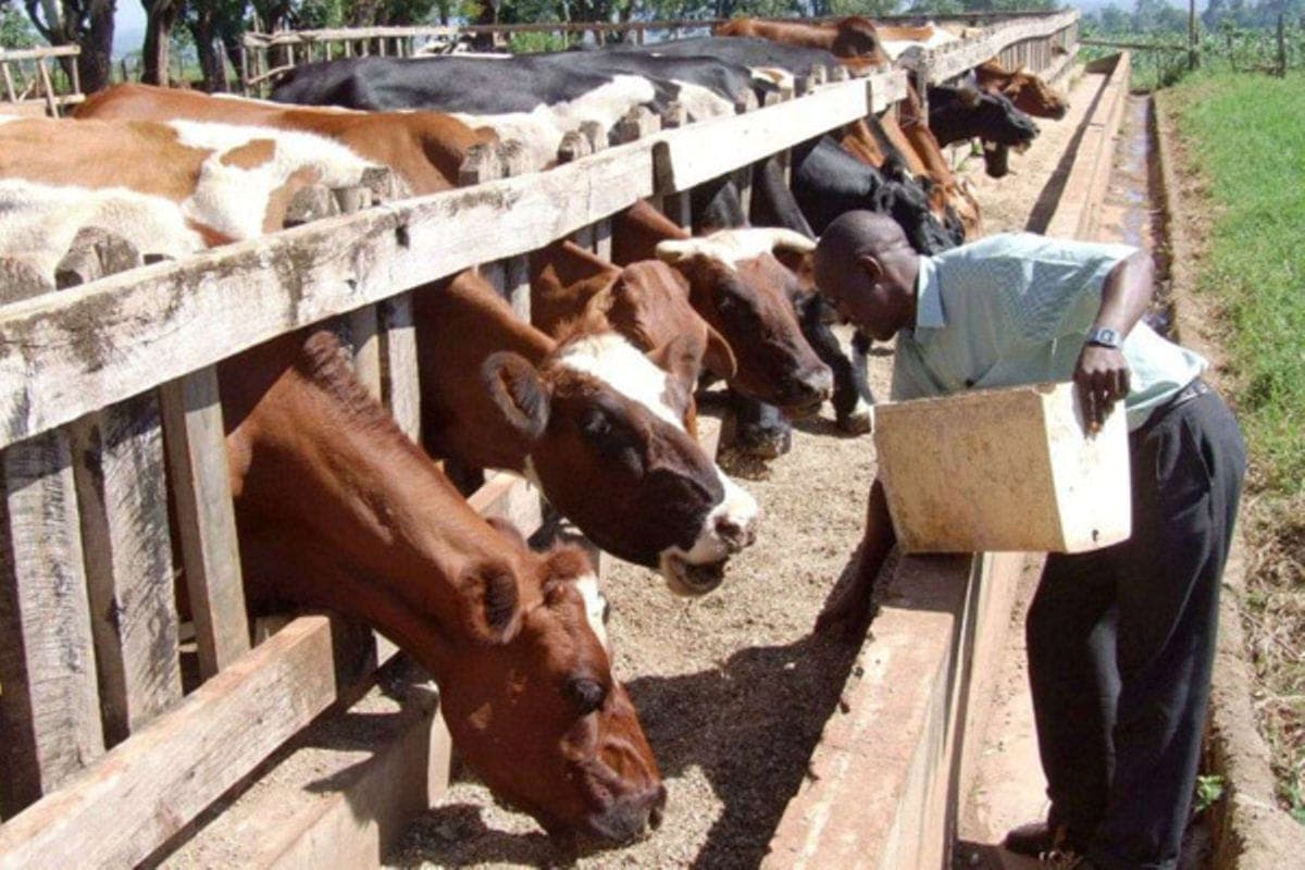Migori farmer cuts feed ¼+ and lifts milk production by weighing portions