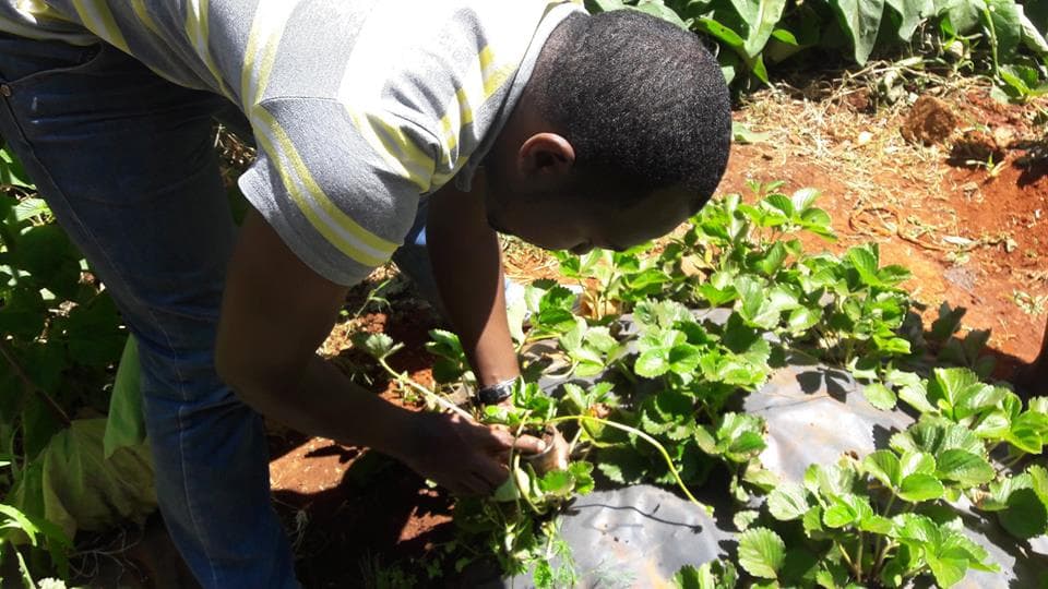 Urban farmer scaling up his income by organic strawberry farming