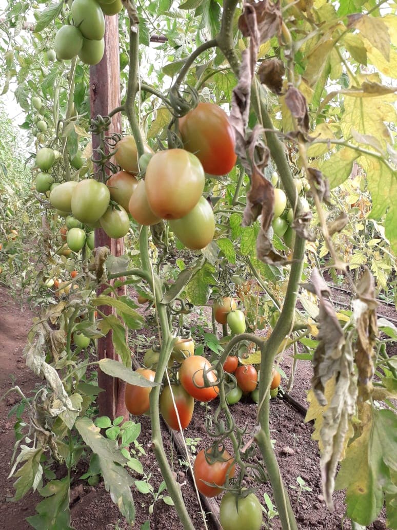 Law graduate earns Sh4.2m from tomato farming targeting low supply dry season to produce the crop