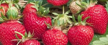 Rise in demand for strawberry flavour earns Kiambu farmer ready market