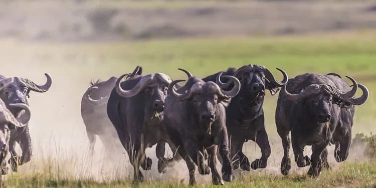 How to Import Milk Buffaloes from India to Kenya: Costs, Licenses and Process