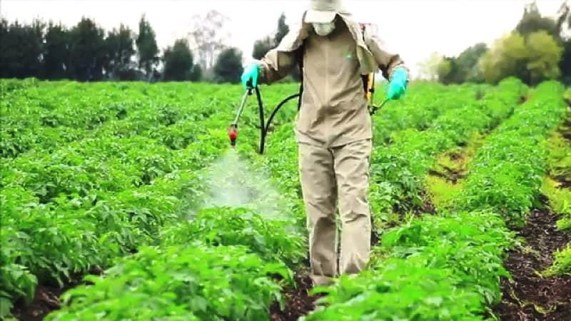 Misdiagnosis is a perilous basis for banning crop protection, as Europe proves for us all