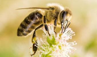 Know and protect bees to improve crop yields