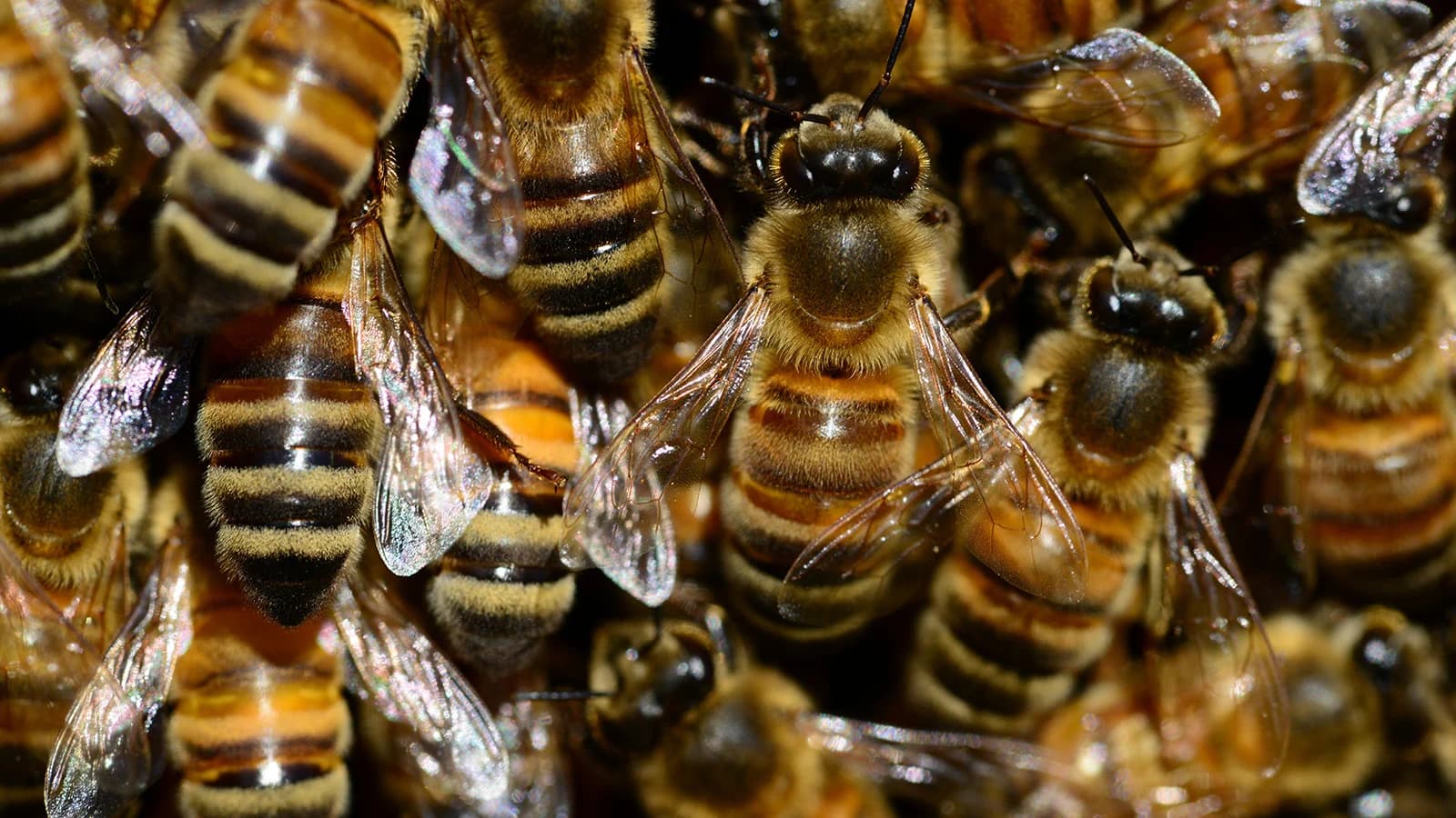 Twin toddlers die after wild bee attack in Homa Bay