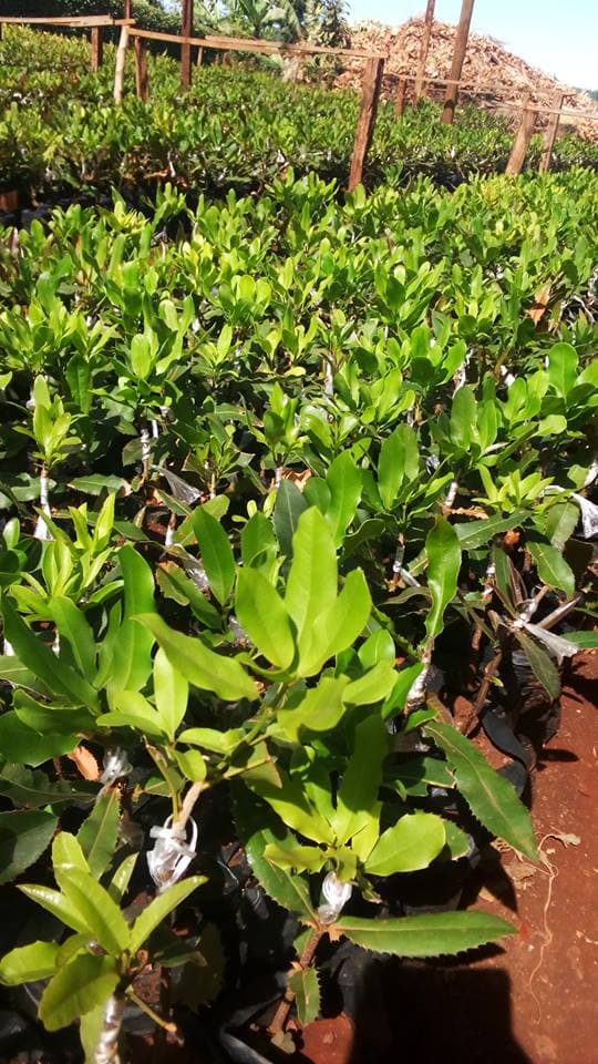 Farm introduces Murang’a 20 macadamia variety with improved yields all year round than common varieties
