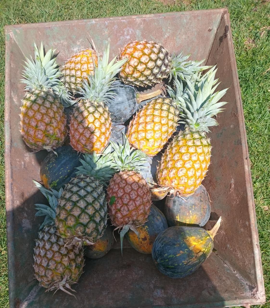Pineapple farmer triples profits to Sh1m per acre by finetuning