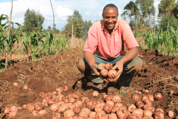 Government organization encourages Uasin Gishu farmers to plant potatoes instead of maize due to Fall Armyworm infestation