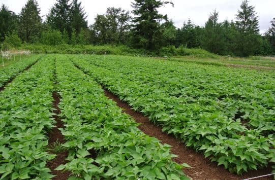New bean varieties that use less water to help farmers beat drought effects