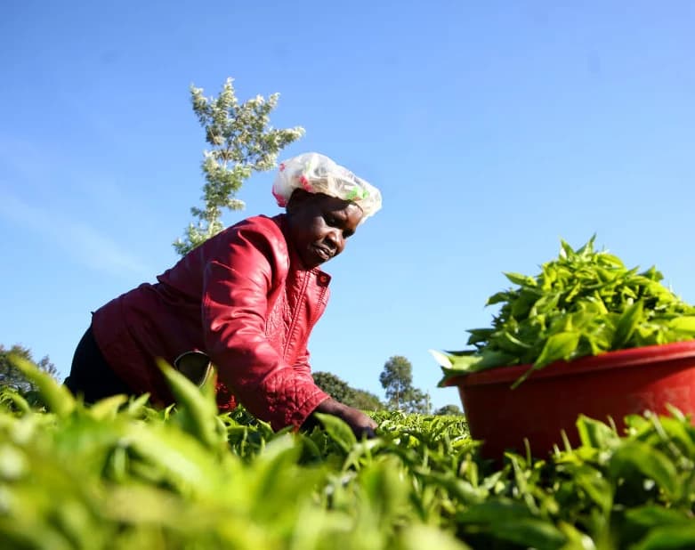 KTDA Blames Currency Shift and Global Slump for Farmer Tea Bonuses