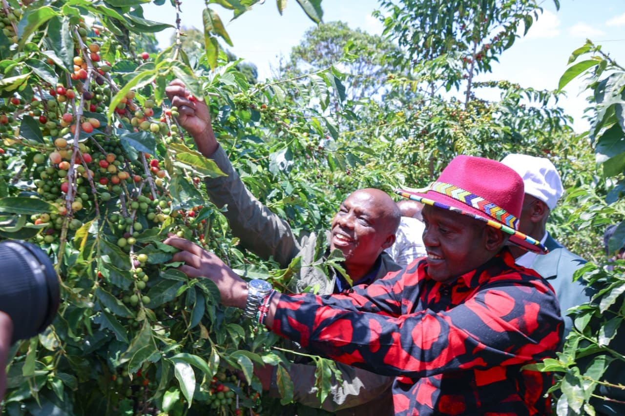 Rift Valley: The rising coffee power in Kenya