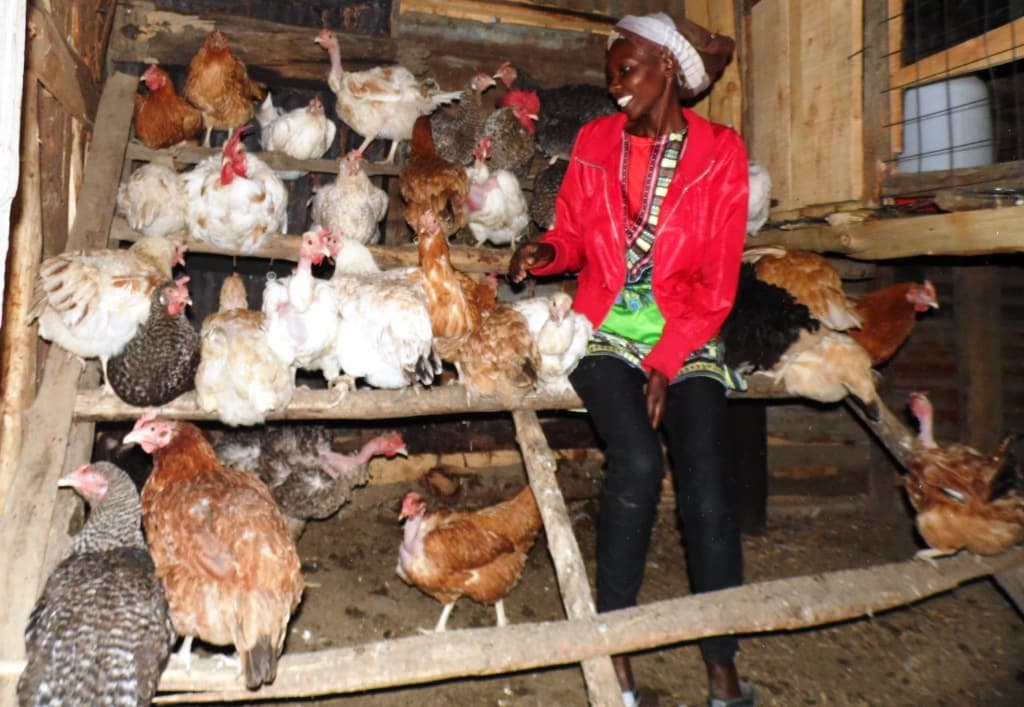 Why farmers should gradually introduce new feed to avoid fall in production
