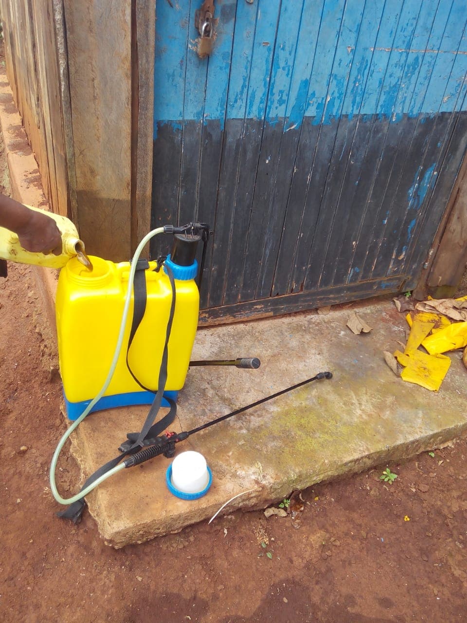 Rabbit urine can eliminate whiteflies reducing insecticide costs for farmers