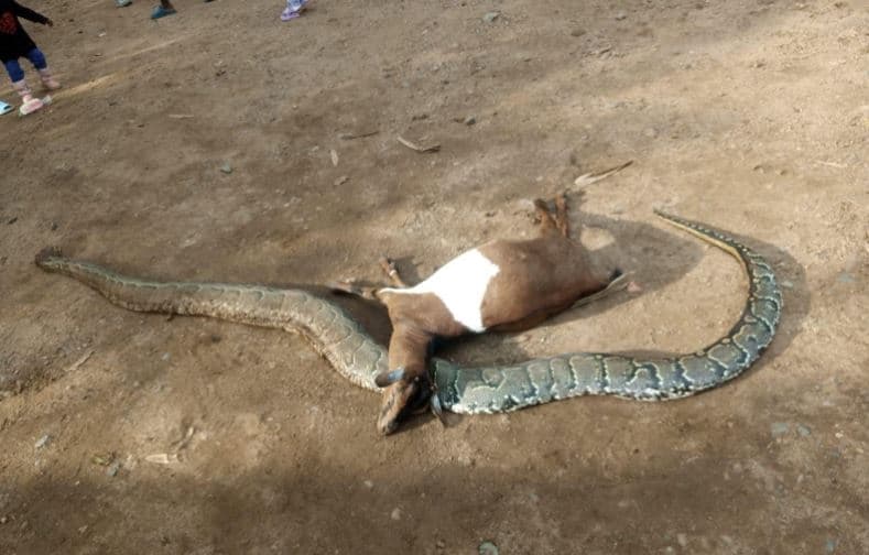 Kisumu Man Spears 4-Meter Python to Death After it Strangles Pregnant Goat
