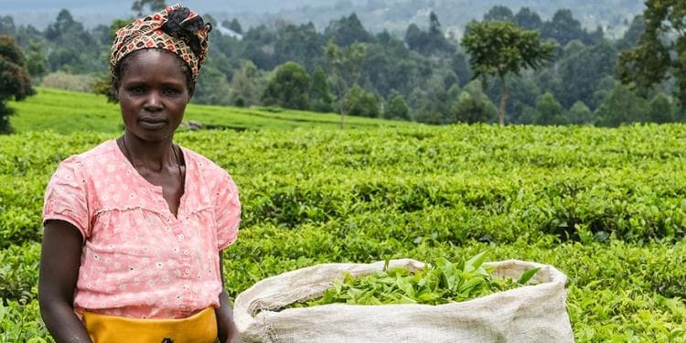 Tea Farmers’ Earnings Rise as Kenya’s Tea Export Revenue Hits KSh187 Billion