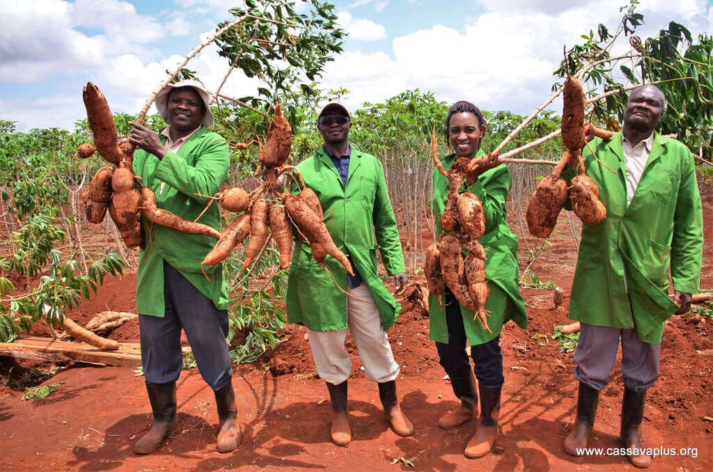 Kenyan farmers embrace disease-resistant cassava on rising prices
