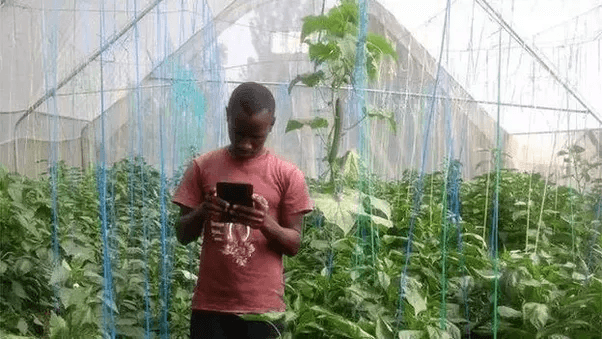 Digital innovations to food and agriculture that offer new services for youth and smallholder farmers in Africa