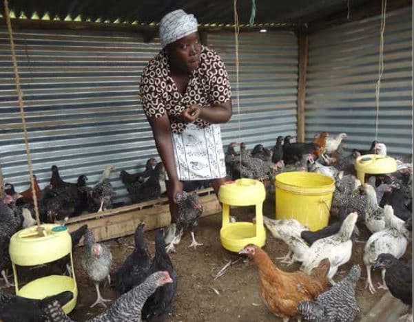 Magical birds of Homa Bay earn farmers Sh70m