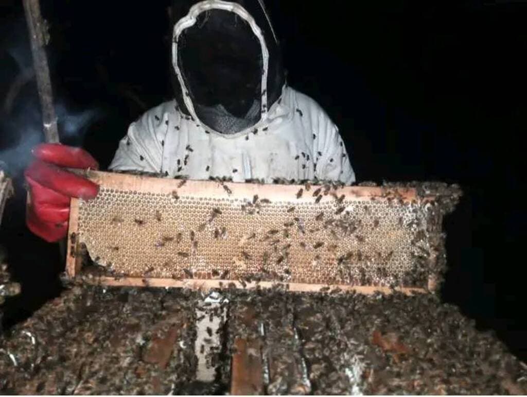 Startup triples beekeepers’ earnings with remote sensors