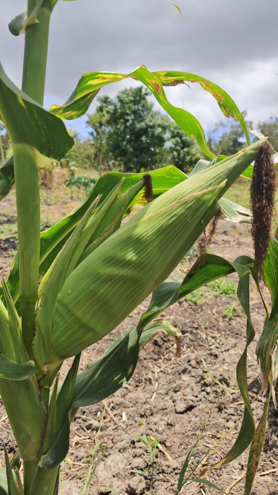 Urekebishaji wa Haraka: Chaka huongeza mahindi na mchicha kwa kutumia biochar iliyotengenezwa nyumbani
