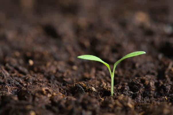 Tired soils put future food availability at risk