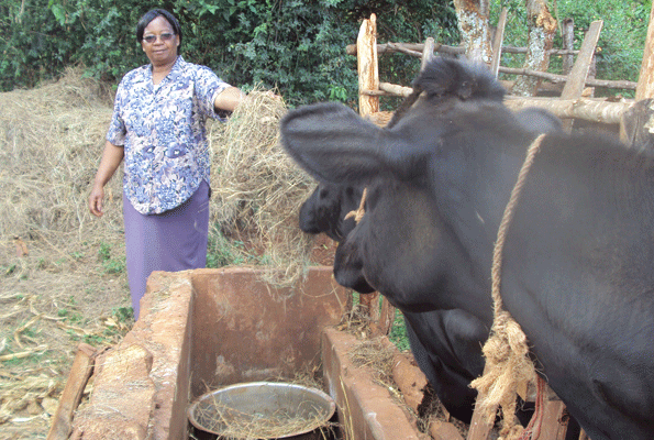 Kiambu farmers access year round low cost hay