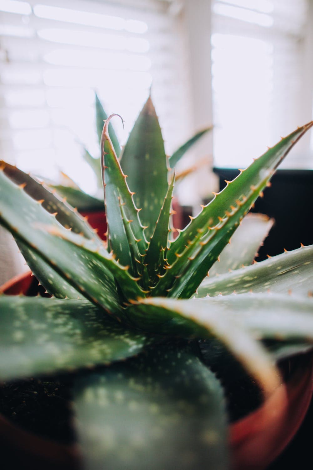 FarmBiz TV:Aloe- vera earns Kericho farmer Sh1.8 m per year