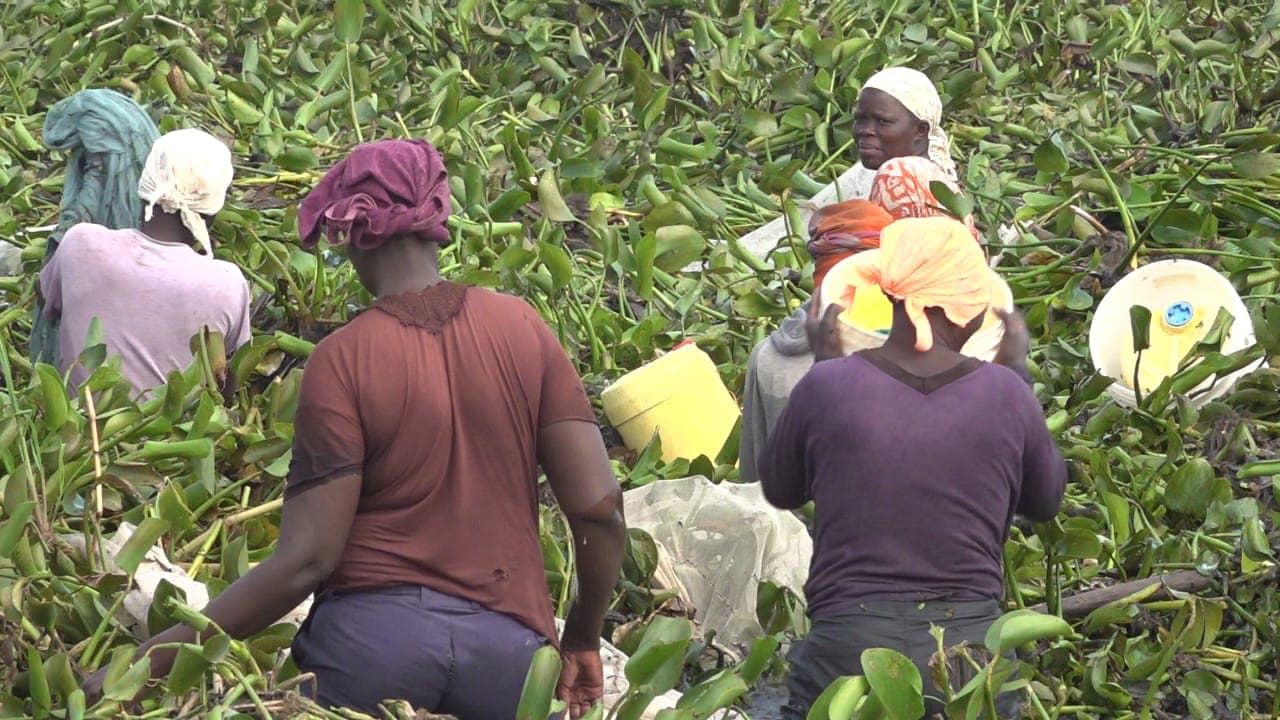 Water hyacinth offers livelihoods to lake communities despite health risks