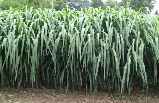 Farmer doubles profit after ditching maize for clone 13 Napier grass variety