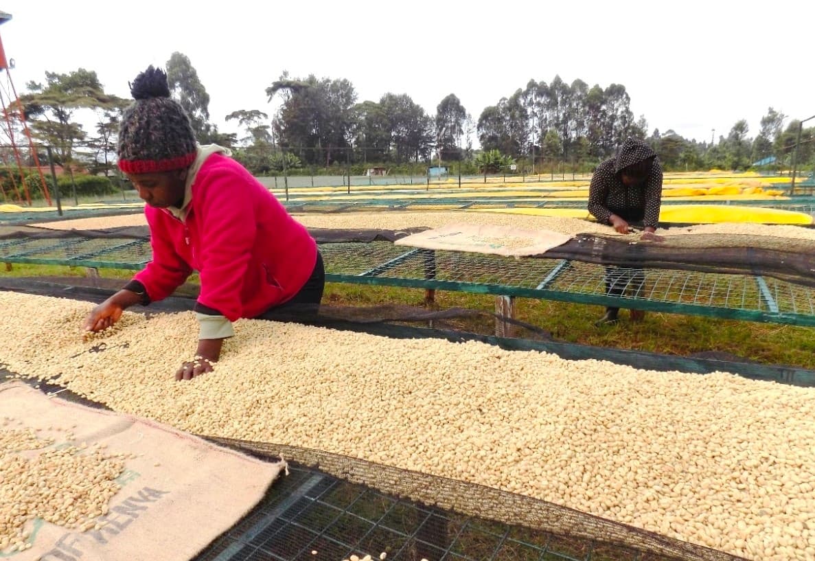 Nairobi Exchange earns coffee farmers Sh860M from 17,013 bags