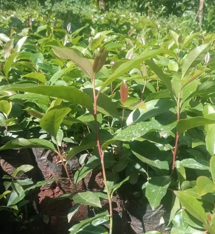 To sell or not to sell?: The battle over muguka seedlings