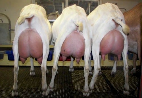 Facts sheet on Saanen dairy goats farming