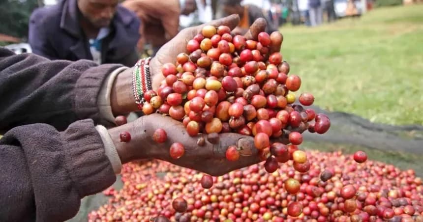 Govt Targets Coffee Expansion in Nyanza to Boost Farmers’ Incomes