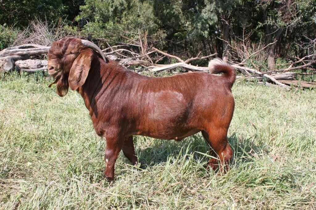 Nairobi lawyer imports South African red goat to breed Kenyan super goats