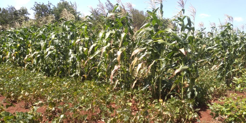 Farmer resorts to green maize, making four times profit as compared to grains