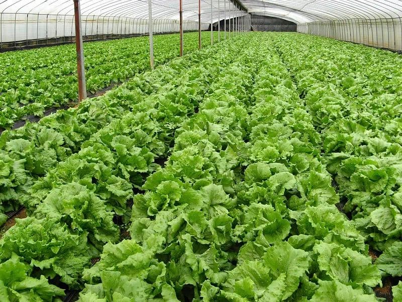 US, TZ partner to transform country into E.Africa horticulture powerhouse