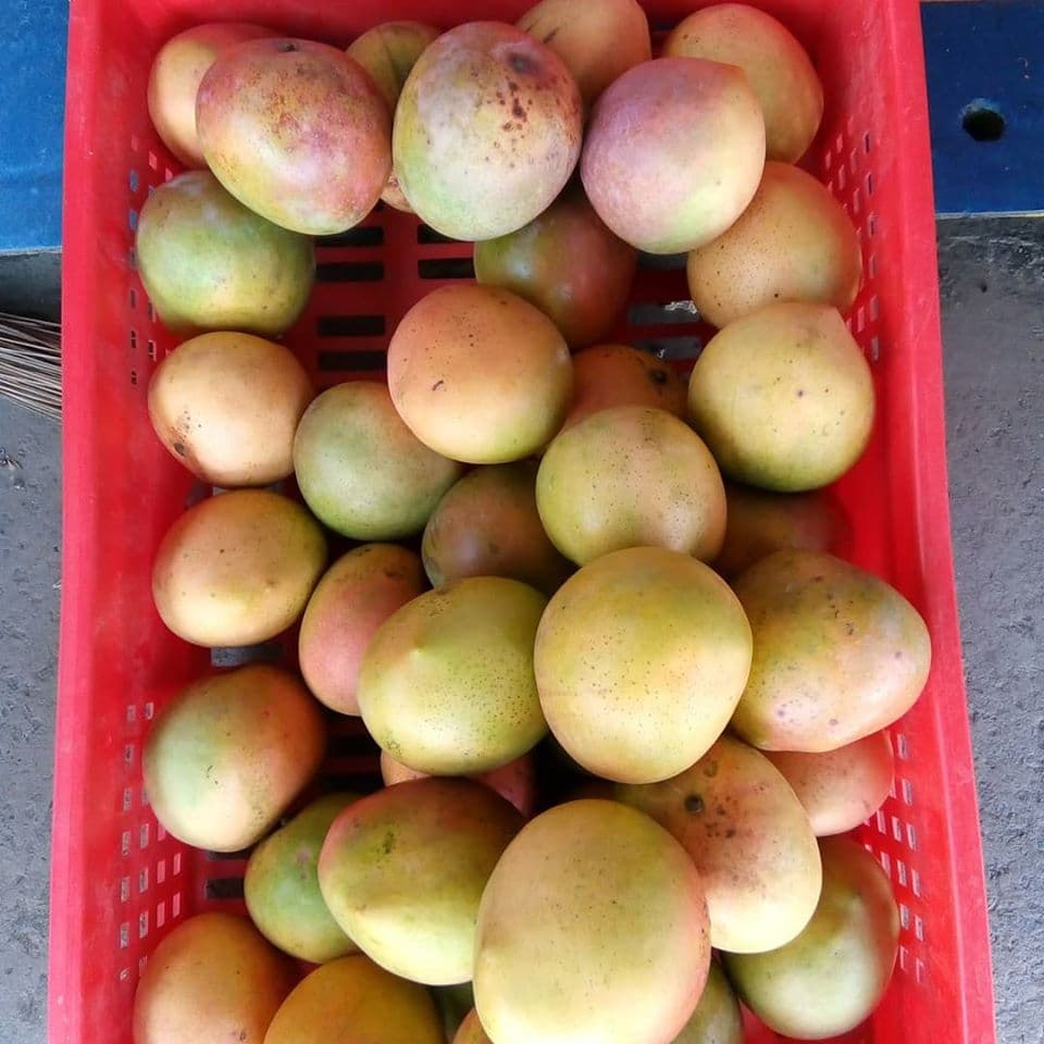 Makueni mango farmer raises income through cooperative