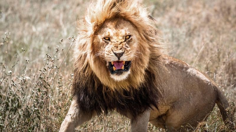 Lion kills 11-year-old boy in Kilifi