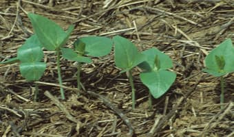 African farmers fix sick soils planting legumes