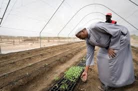 Irrigation scheme nourishes arid Loitoktok farms