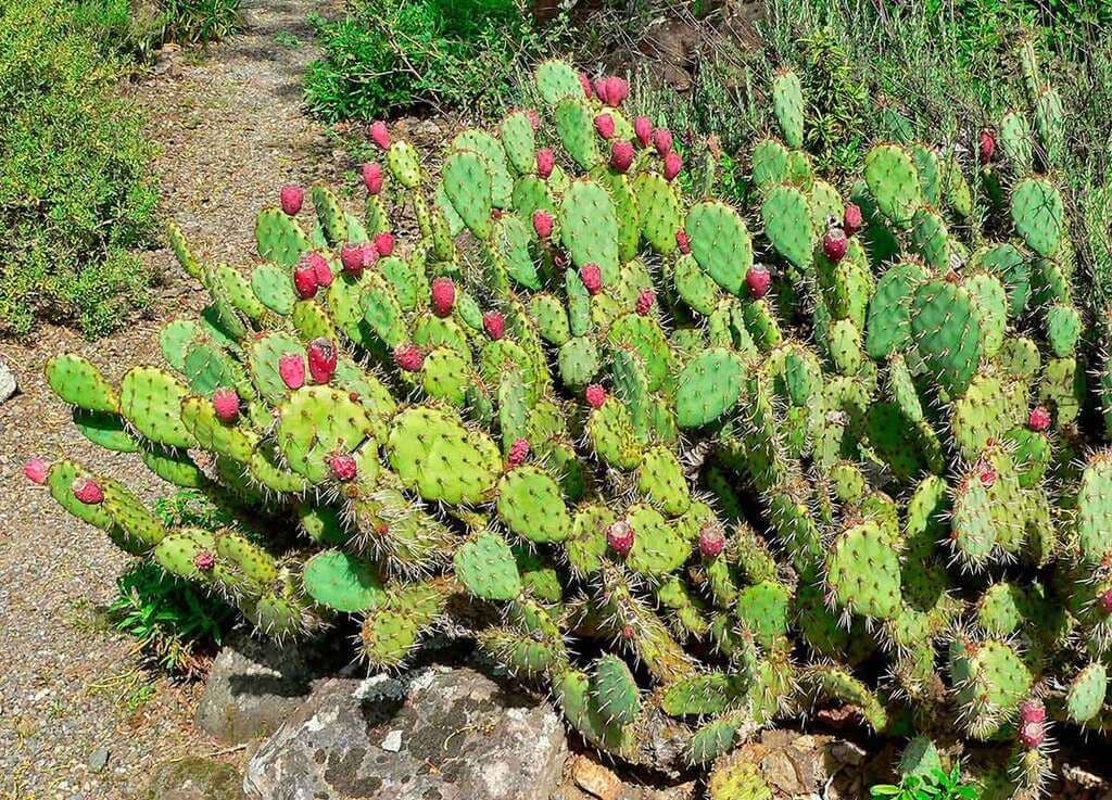 Farmers move from cactus gathering to cactus farming on arid lands
