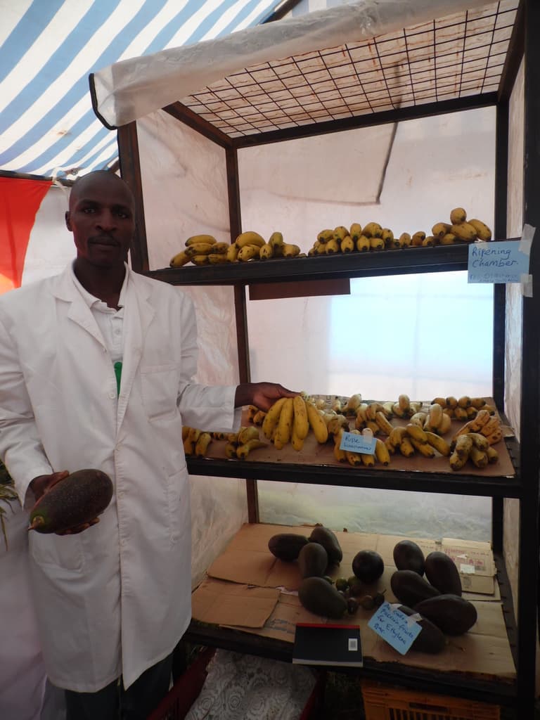 New technology cuts banana ripening time by about 10 days
