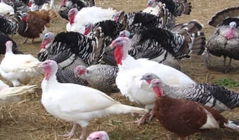 Muranga farmer finds lucrative opportunity in turkey farming