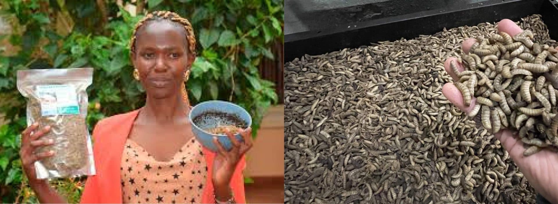 How I made my first million at 24 from Black Soldier Fly farming