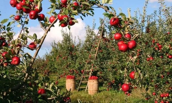 Temperate fruits secretly earning farmers millions of shillings