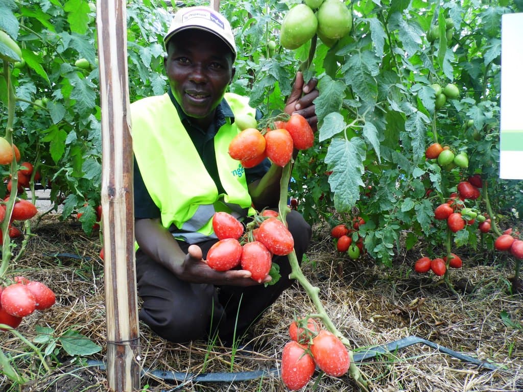 Irregular irrigation causes splitting in tomato farming