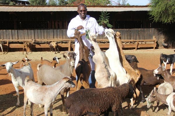 Government launches Sh6.2bn plan to save farmers from a viral sheep and goat disease