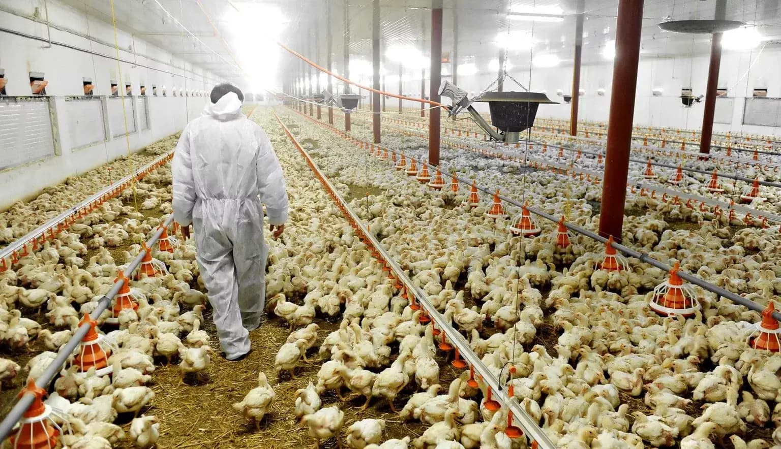 Kenchic sourcing broiler chicken contract farmers