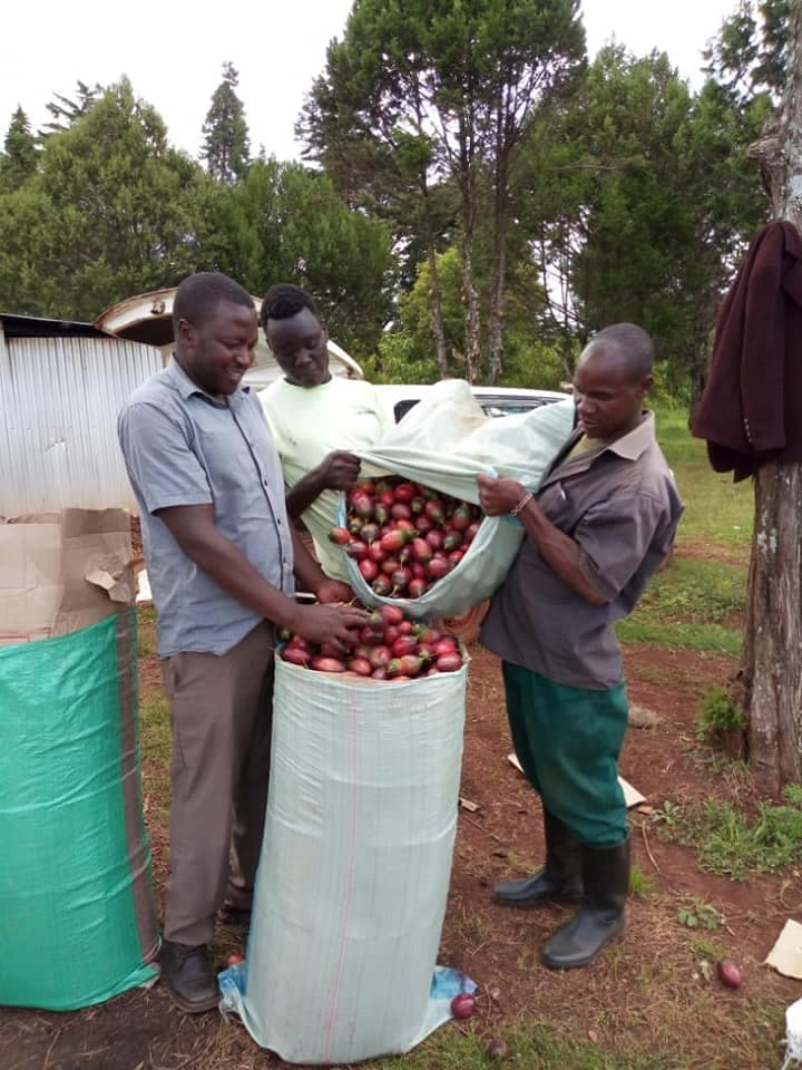 Uasin Gishu farmer’s switch from passions to tree tomato earns Sh2M/Year