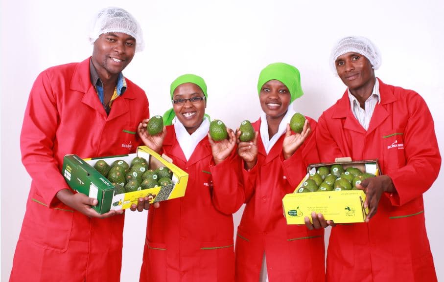 Kenya overtakes South Africa, becomes biggest exporter of avocados in Africa